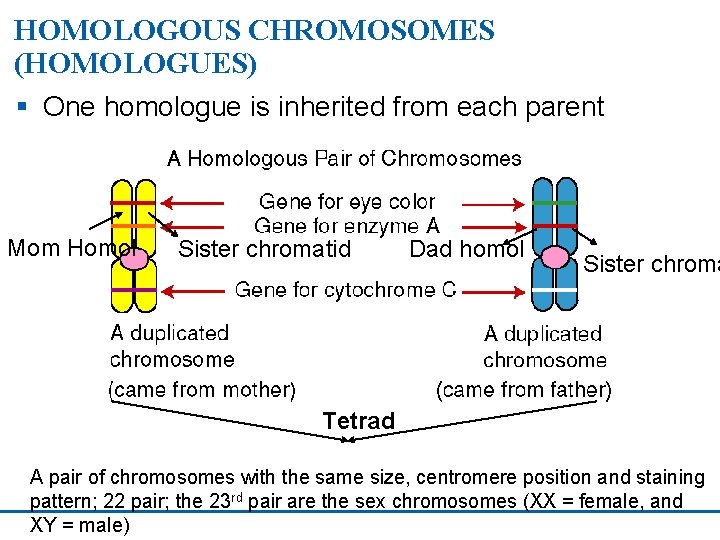 HOMOLOGOUS CHROMOSOMES (HOMOLOGUES) § One homologue is inherited from each parent Mom Homol Sister