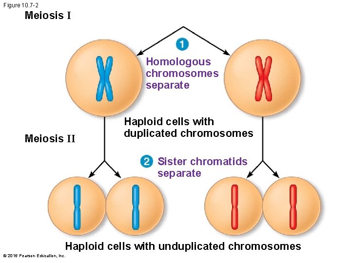Figure 10. 7 -2 Meiosis I Homologous chromosomes separate Meiosis II Haploid cells with