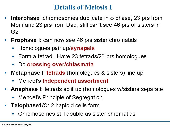 Details of Meiosis I • Interphase: chromosomes duplicate in S phase; 23 prs from