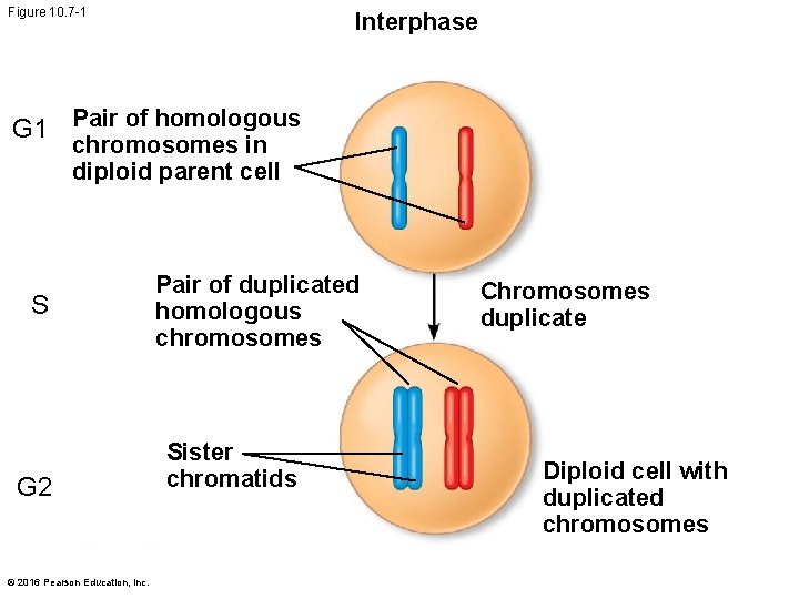 Figure 10. 7 -1 Interphase G 1 Pair of homologous chromosomes in diploid parent