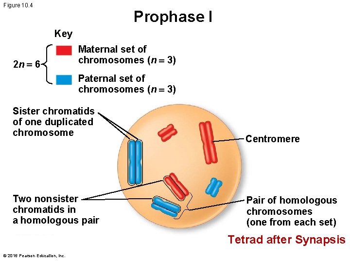 Figure 10. 4 Prophase I Key 2 n = 6 Maternal set of chromosomes