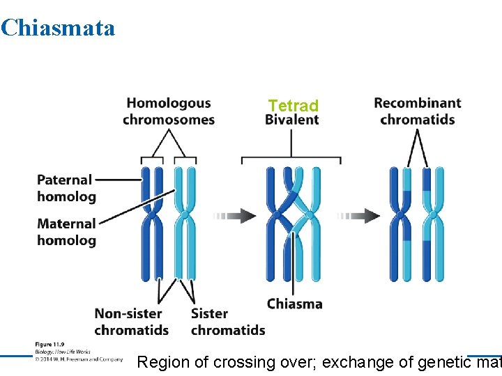 Chiasmata Tetrad Region of crossing over; exchange of genetic mat 