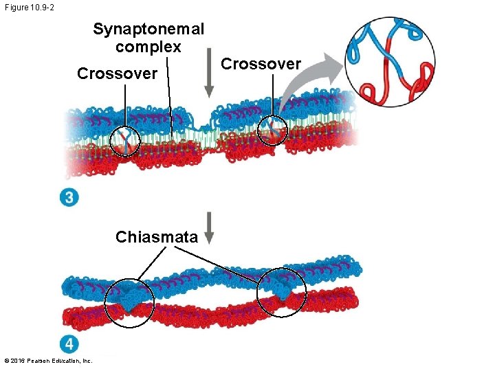 Figure 10. 9 -2 Synaptonemal complex Crossover Chiasmata © 2016 Pearson Education, Inc. Crossover