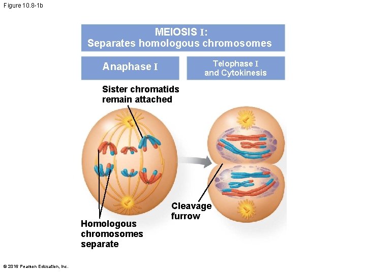 Figure 10. 8 -1 b MEIOSIS I: Separates homologous chromosomes Telophase I and Cytokinesis