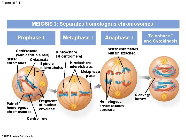 Figure 10. 8 -1 MEIOSIS I: Separates homologous chromosomes Prophase I Metaphase I Centrosome