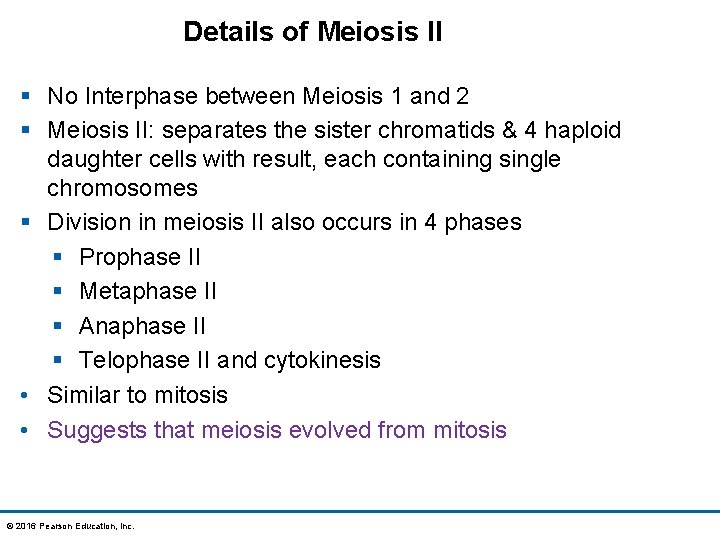 Details of Meiosis II § No Interphase between Meiosis 1 and 2 § Meiosis