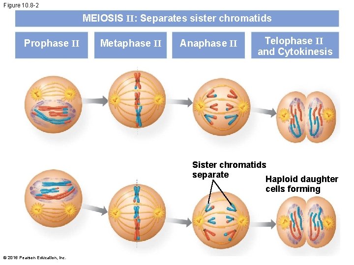 Figure 10. 8 -2 MEIOSIS II: Separates sister chromatids Prophase II Metaphase II Anaphase
