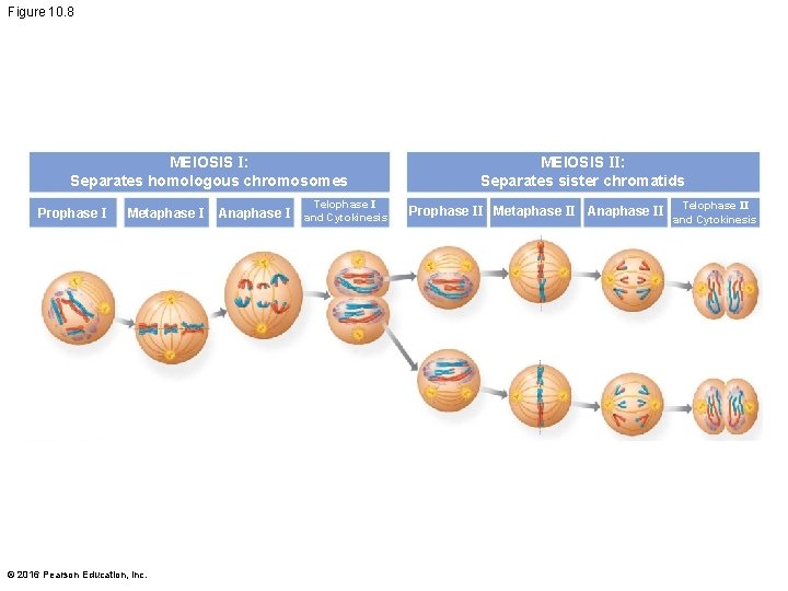 Figure 10. 8 MEIOSIS I: Separates homologous chromosomes Prophase I Metaphase I © 2016