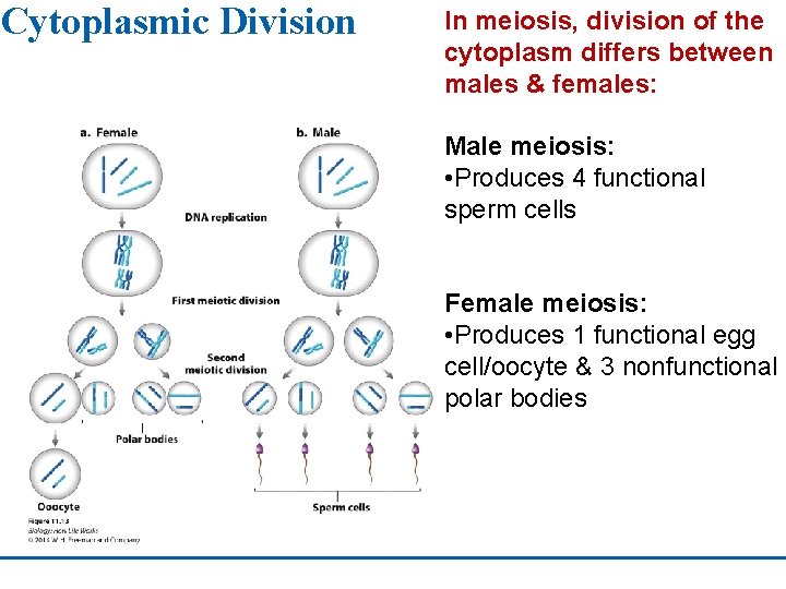 Cytoplasmic Division In meiosis, division of the cytoplasm differs between males & females: Male