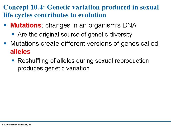 Concept 10. 4: Genetic variation produced in sexual life cycles contributes to evolution §