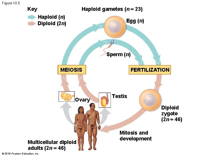 Figure 10. 5 Haploid gametes (n = 23) Key Haploid (n) Diploid (2 n)