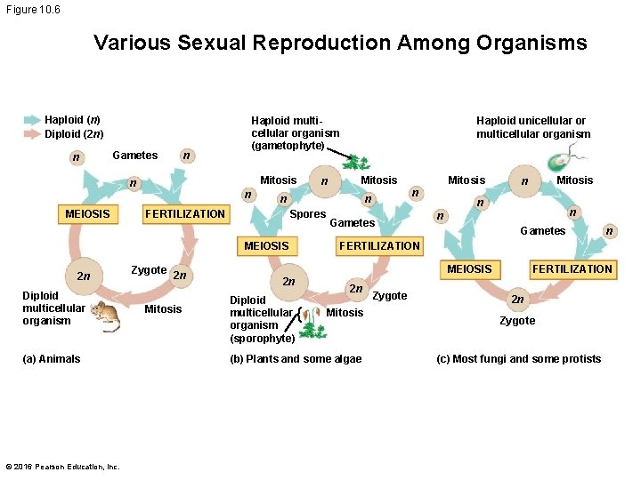 Figure 10. 6 Various Sexual Reproduction Among Organisms Haploid (n) Diploid (2 n) n