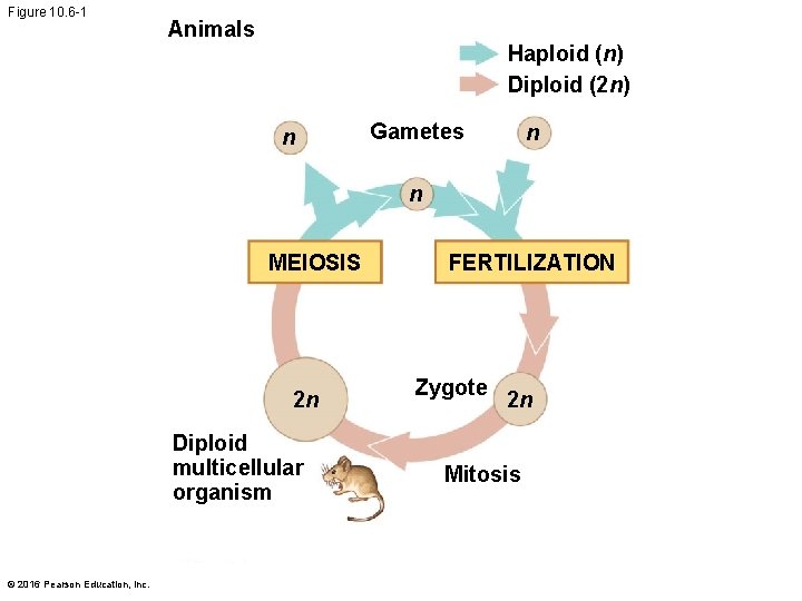 Figure 10. 6 -1 Animals Haploid (n) Diploid (2 n) n Gametes n n