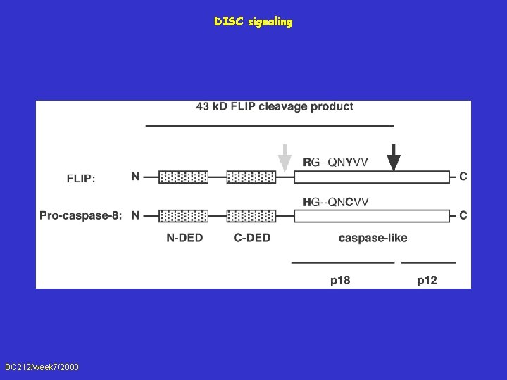 DISC signaling BC 212/week 7/2003 