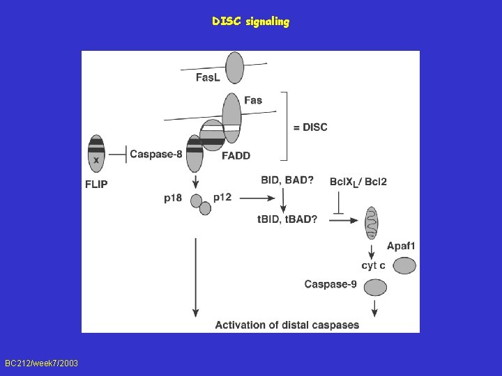 DISC signaling BC 212/week 7/2003 