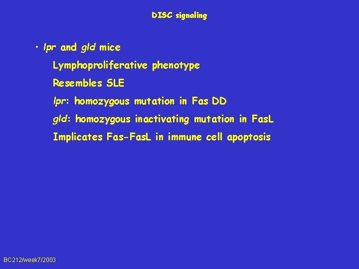 DISC signaling • lpr and gld mice Lymphoproliferative phenotype Resembles SLE lpr: homozygous mutation