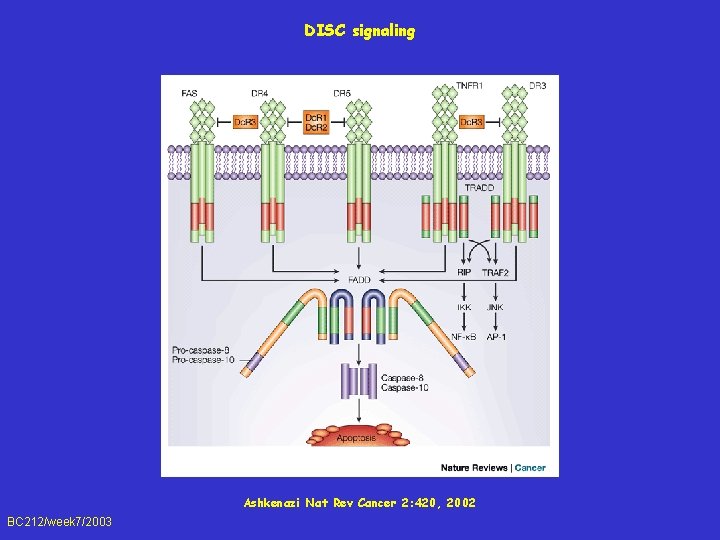 DISC signaling Ashkenazi Nat Rev Cancer 2: 420, 2002 BC 212/week 7/2003 