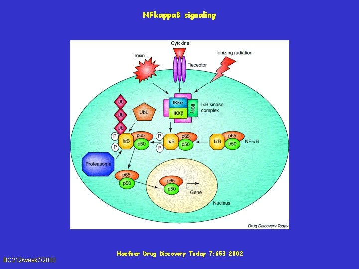 NFkappa. B signaling BC 212/week 7/2003 Haefner Drug Discovery Today 7: 653 2002 