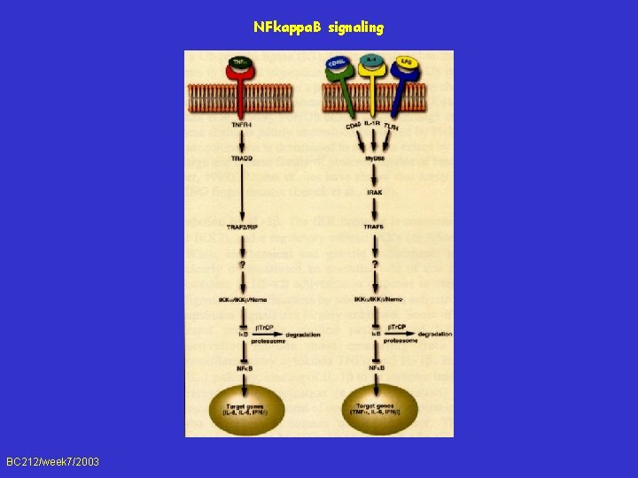 NFkappa. B signaling BC 212/week 7/2003 