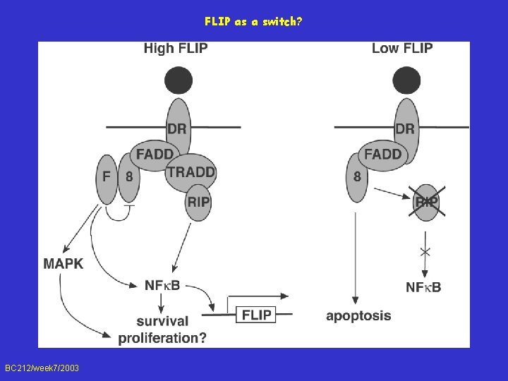 FLIP as a switch? BC 212/week 7/2003 