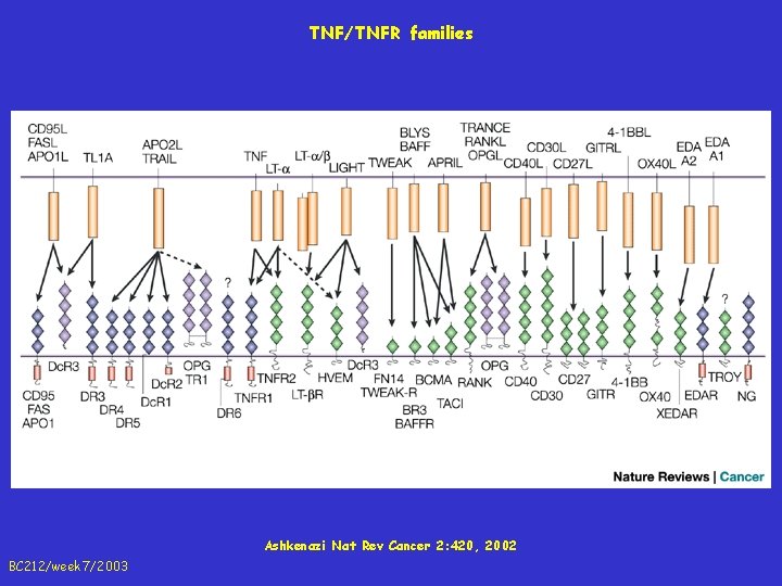 TNF/TNFR families Ashkenazi Nat Rev Cancer 2: 420, 2002 BC 212/week 7/2003 