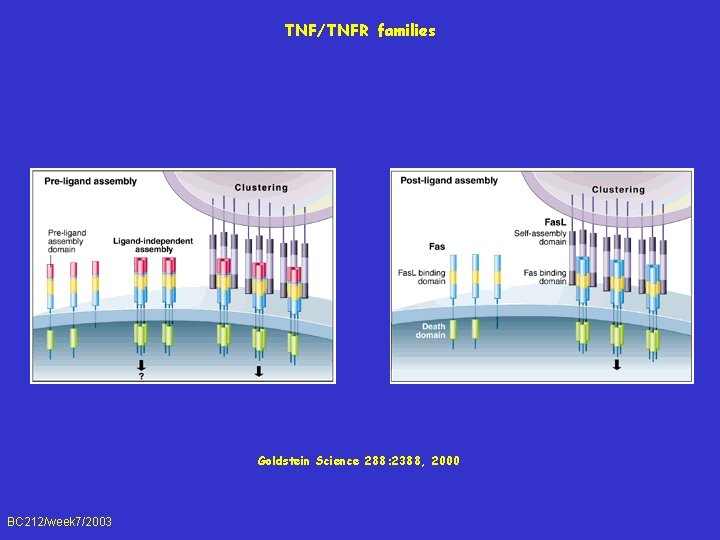 TNF/TNFR families Goldstein Science 288: 2388, 2000 BC 212/week 7/2003 
