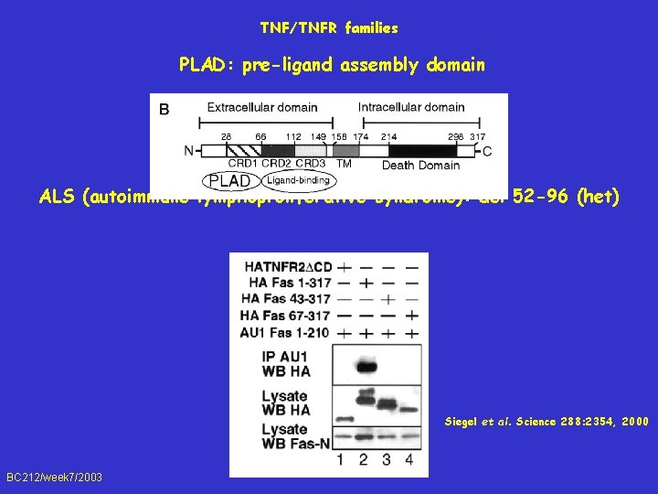 TNF/TNFR families PLAD: pre-ligand assembly domain ALS (autoimmune lymphoproliferative syndrome): del 52 -96 (het)