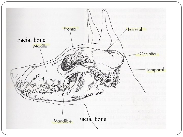 Facial bone Facial bone