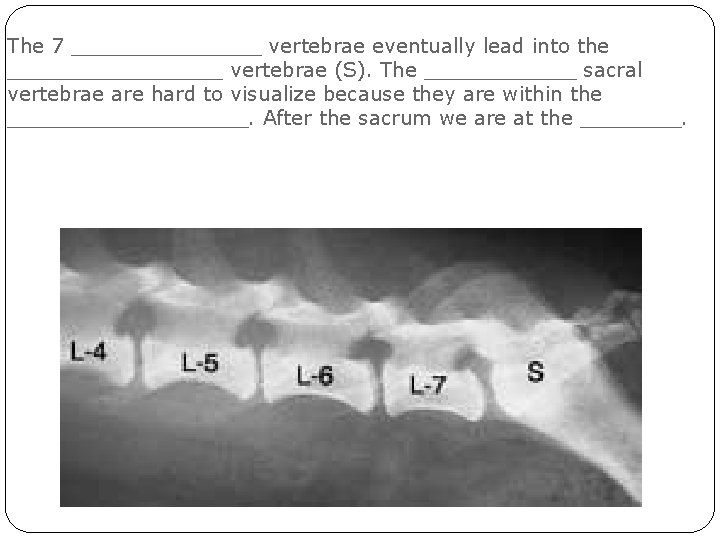 The 7 ________ vertebrae eventually lead into the _________ vertebrae (S). The ______ sacral