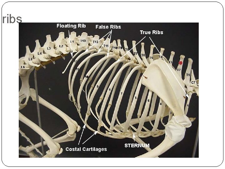 ribs ribs