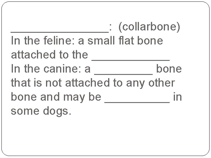 ________: (collarbone) In the feline: a small flat bone attached to the ______ In