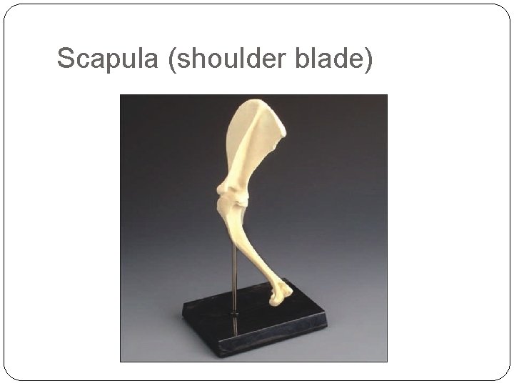 Scapula (shoulder blade) 
