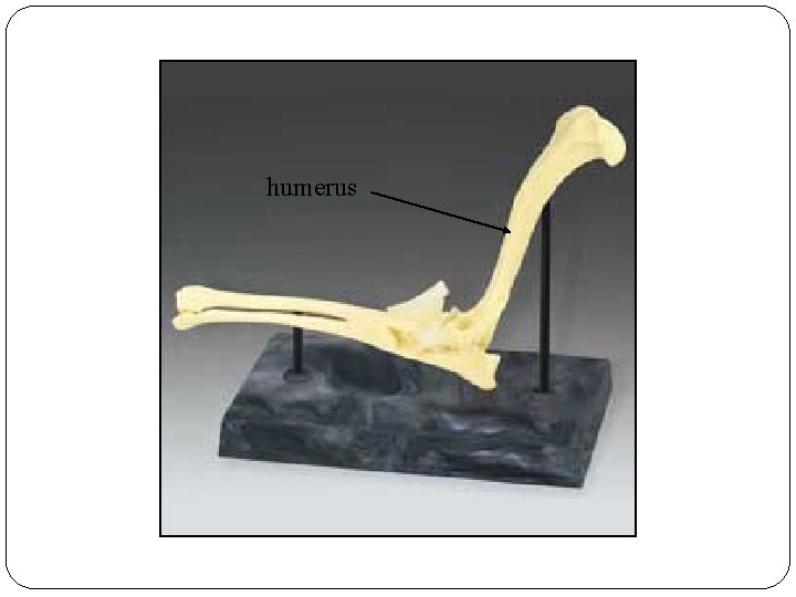 humerus humerus