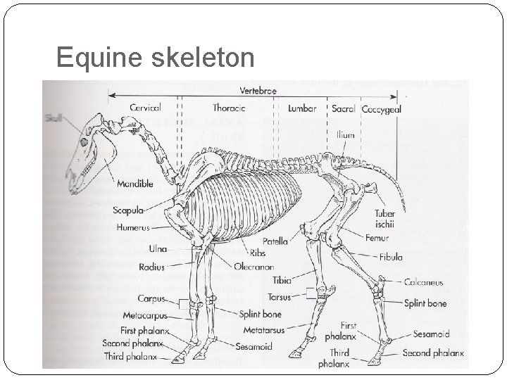 Equine skeleton 