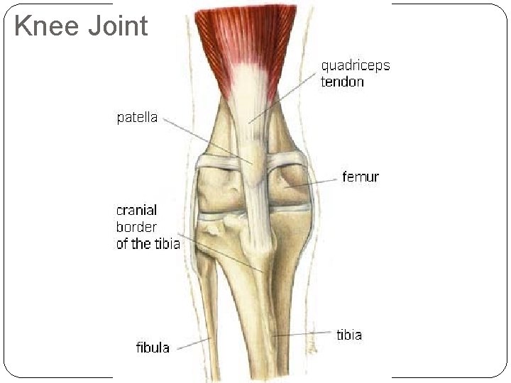 Knee Joint 