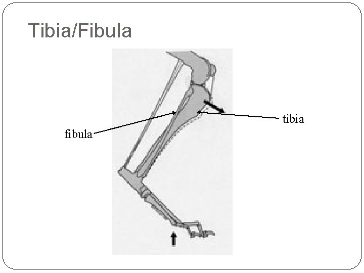 Tibia/Fibula tibia fibula 