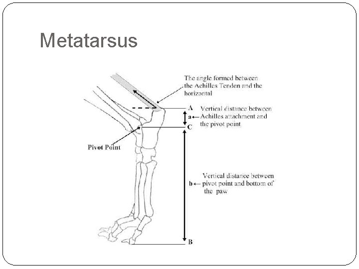 Metatarsus 