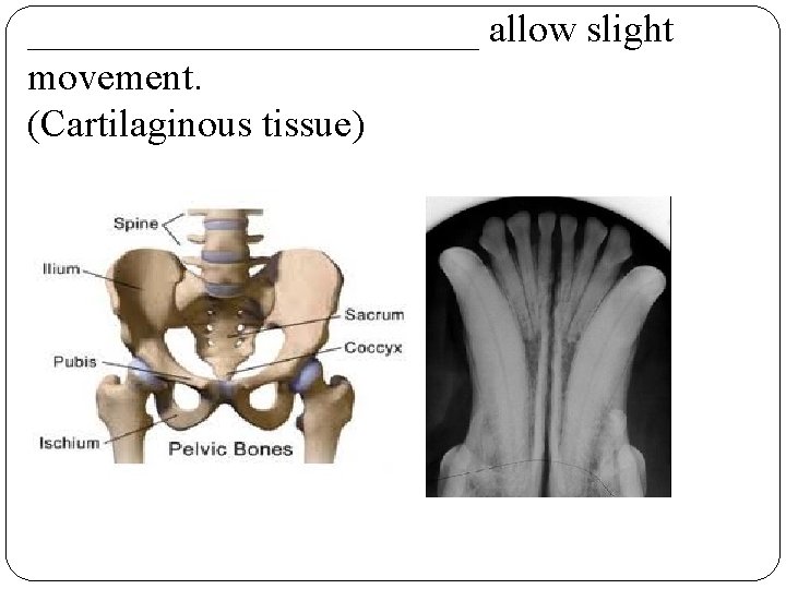 ____________ allow slight movement. (Cartilaginous tissue) 