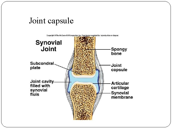 Joint capsule 