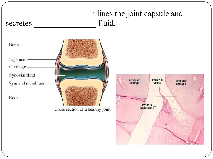 ___________: lines the joint capsule and secretes ________ fluid. 