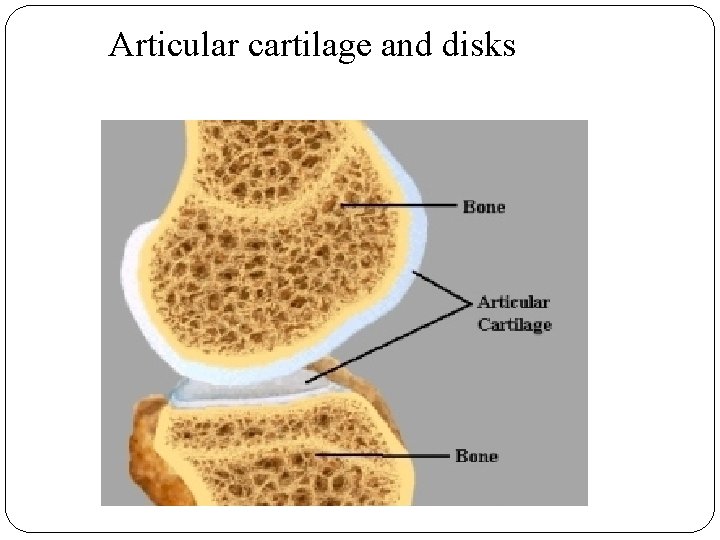 Articular cartilage and disks Articular cartilage and disks