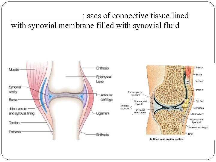 _________: sacs of connective tissue lined with synovial membrane filled with synovial fluid 