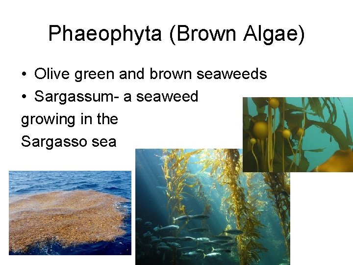 Phaeophyta (Brown Algae) • Olive green and brown seaweeds • Sargassum- a seaweed growing