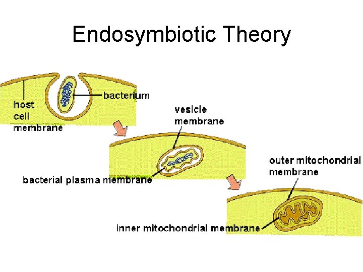 Endosymbiotic Theory 