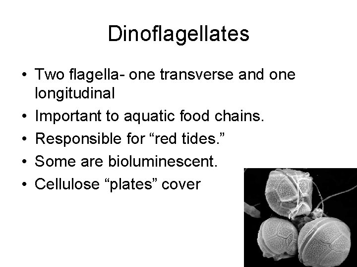 Dinoflagellates • Two flagella- one transverse and one longitudinal • Important to aquatic food