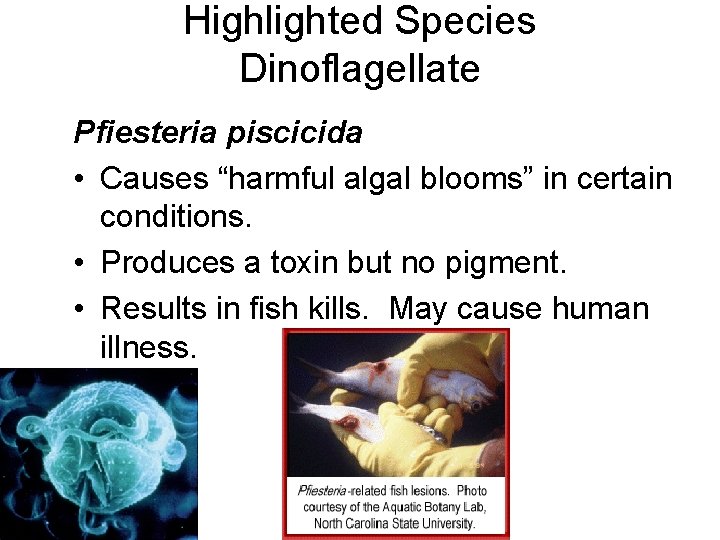 Highlighted Species Dinoflagellate Pfiesteria piscicida • Causes “harmful algal blooms” in certain conditions. •