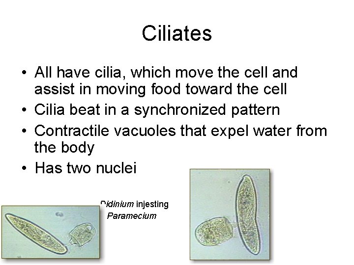 Ciliates • All have cilia, which move the cell and assist in moving food