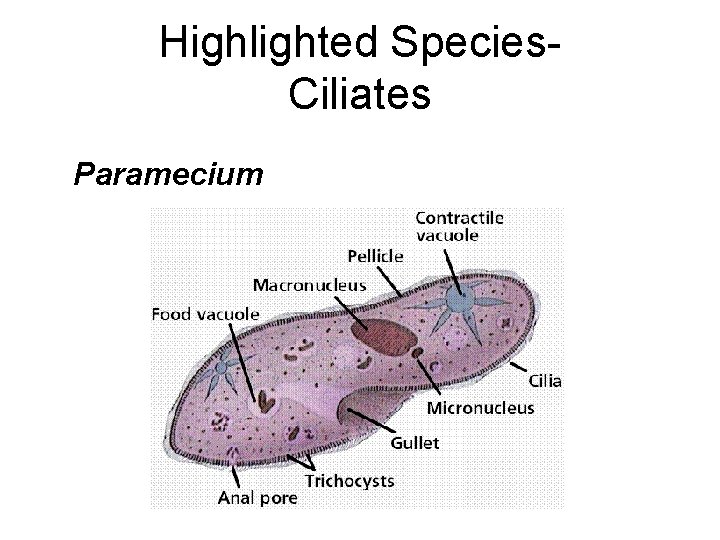 Highlighted Species. Ciliates Paramecium 