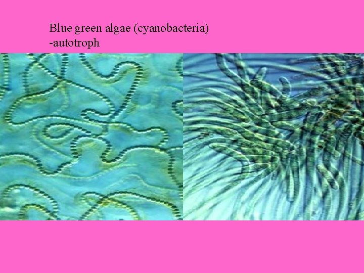 Blue green algae (cyanobacteria) -autotroph 