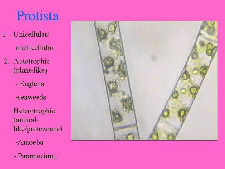 Protista 1. Unicellular/ multicellular 2. Autotrophic (plant-like) - Euglena -seaweeds Heterotrophic (animallike/protozoans) -Amoeba -